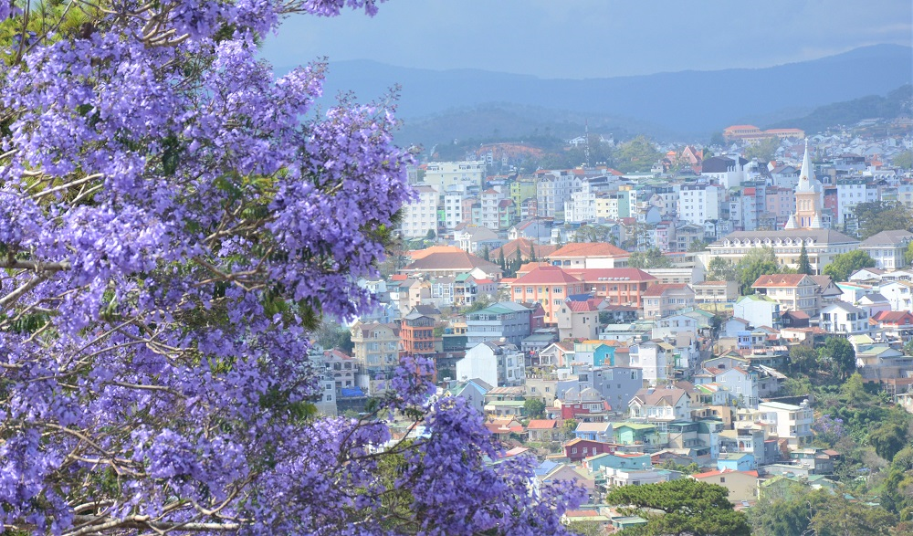 Đà Lạt rợp trời hoa phượng tím